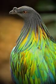 Pin On Birds