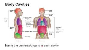The spinal cord, thoracic cavity: Diagram Diagram Of Body Cavity Full Version Hd Quality Body Cavity Diagramnet Firenzefiesolemusei It