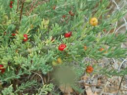 Image result for Isoberlinia tomentosa