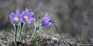 Maybe you would like to learn more about one of these? 12 Colorado Wildflowers To Look For This Spring