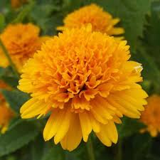 Image result for Aspilia helianthoides