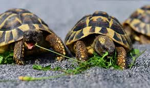 Under any circumstances, unless you have a permission from the animal rights and protection comission, for an. Do Tortoises Like To Have Their Shell Scratched The Tye Dyed Iguana Reptiles And Reptile Supplies In St Louis