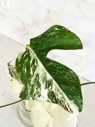 Image result for Selago albomarginata