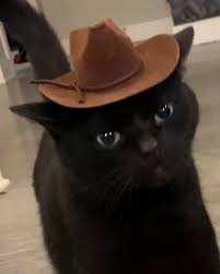 Throw on this pet cowboy hat for a little western flair to your pet's daily look. Well My Cat Became A Cowboy Aww