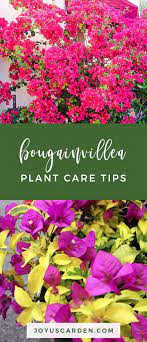 Bougainvillea Plant Care Everything You Need To Know Plants Plant Care Bougainvillea