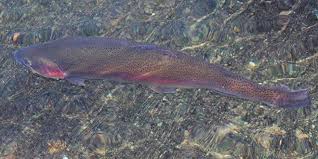 Si à l'état sauvage, ces truites se nourrissent de vers et d'autres poissons, en captivité, l'alimentation est très contrôlée et diffère selon le stade de croissance. Truite Arc En Ciel Tout Savoir Sur Ce Poisson Venu D Amerique