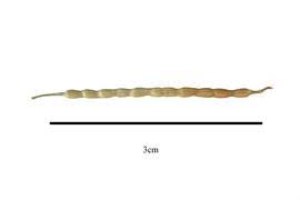 Image result for Tricliceras