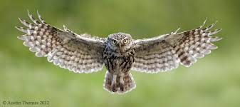 On Final Approach By Austin Thomas Via 500px Owl Kus Baykus