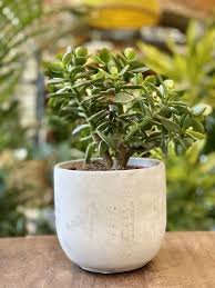 Image result for Crassula morrumbalensis
