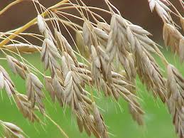 Image result for Bromus