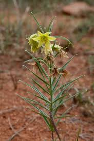 Image result for Colchicaceae