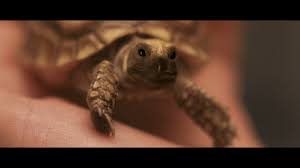 The New Creature Canon: Gamera the Brave (2006) – A Scrapbook of Infinite  Noise