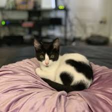 Clothing with innovation and real value, engineered to enhance your life every day, all year round. Top 10 Best Craigslist Pet Ads In Honolulu Hi Last Updated November 2020 Yelp
