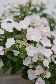 Chelsea Flower Show Plant Of The Year 2018 The English Garden Hydrangea Runaway Bride Snow White The Plant Chelsea Flower Show Flower Show Chelsea Flower