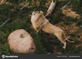 Maybe you would like to learn more about one of these? High Angle View Beautiful Lion Stretching Grassy Ground Zoo Free Stock Photo C Edzbarzhyvetsky 197617204