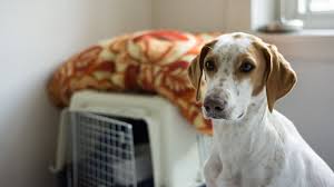 Our puppy bootcamp is an exclusive program designed for puppies between 12 weeks and 6 months of age. Before You Board Train Your Dog What To Expect Peach On A Leash