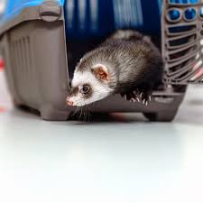 Maybe you would like to learn more about one of these? Welcome To American Pet Hospital Gp Veterinarians