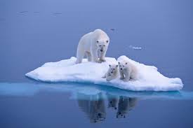 La pollution et le réchauffement climatique. Journee Mondiale Des Ours Polaires Les Ours Polaires Espece Menacee Ours Polaire Bebe Ours Polaires Photo Ours