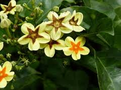 Image result for Ancylobothrys tayloris