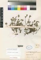 Image result for Micromeria imbricata