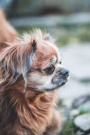 Maybe you would like to learn more about one of these? Chihuahua Profile 1080p 2k 4k 5k Hd Wallpapers Free Download Wallpaper Flare