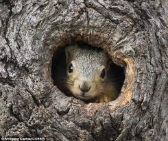 Researchers explore how rodents save for hard times | Daily Mail Online