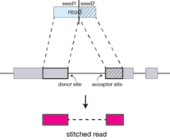 Alignment With Star Introduction To Rna Seq Using High Performance Computing Archived