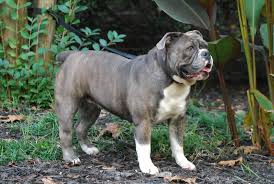 Olde English Bulldogge Puppy Colors Olde South Bulldogges