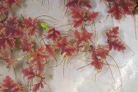 Image result for Azolla