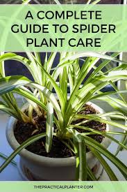 A Complete Guide To Spider Plant Care In 2020 Spider Plant Care Plants Plant Care