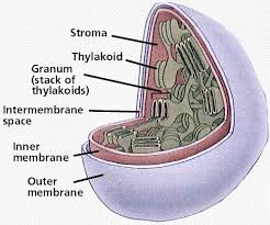 Cells mcq questions and answers quiz. Cells Ii Cellular Organization