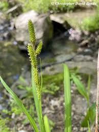 Image result for Carex johnstonii