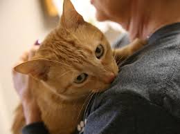 Financial trends metrics for five most recent years 2019, 2018, 2017, 2016, 2015*. Kitten Rescue Tulsa The Y Guide