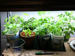 Image result for seeds garden ideas