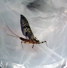 Fly Fishing Great Smoky Mountain Park Aquatic Insect Hatches