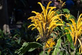 Image result for Justicia aurea