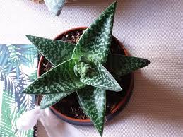 Image result for Sladeniaceae