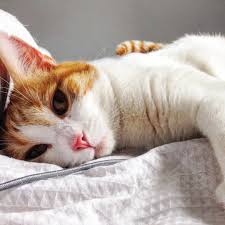Erm Mom Who Do I Complain To About The Rain Keeping Me In On Caturday Mylohops Cat Cats Catsofinstagram Cats Of Instagram Catstagram Catski Atlanta
