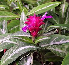 Image result for Justicia striata