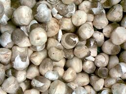 Dapatkan gambar pisang hd gratis dari ribuan pilihan, download gambar pohon pisang, buah pisang & kategori lain. 10 Langkah Budidaya Jamur Merang Di Rumah Rumah Com