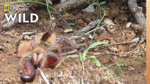 For those of you who have been in the military during the middle east turmoils probably already know what one is. Camel Spider Captures Kills Millipede At Warp Speed Nat Geo Wild Youtube