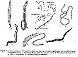 Examples Of The Phylum Nematoda Essay Examples Pin Worms Classification