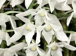 Image result for Mystacidium