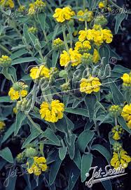 Image result for Phlomis fruticosa