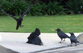 We did not find results for: Murder Of Crows Baby Squirrel Killers Or Just Innocent Bystanders The Mercury News
