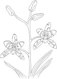 47 beautiful flowers coloring pages your toddler will love to color. African Ansellia Or Leopard Orchid Coloring Page Online Coloring Pages
