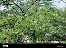 Image result for Elephantorrhiza suffruticosa