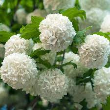 Snowball Bush Viburnum Viburnum Opulus Viburnum Viburnum Opulus Roseum