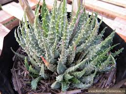We did not find results for: Aloe Humilis Kumbula Indigenous Nursery