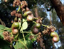 Check spelling or type a new query. Cashew Nuts Fruits Trees Green Free Image From Needpix Com